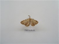 藏品(尺蛾150)的圖片